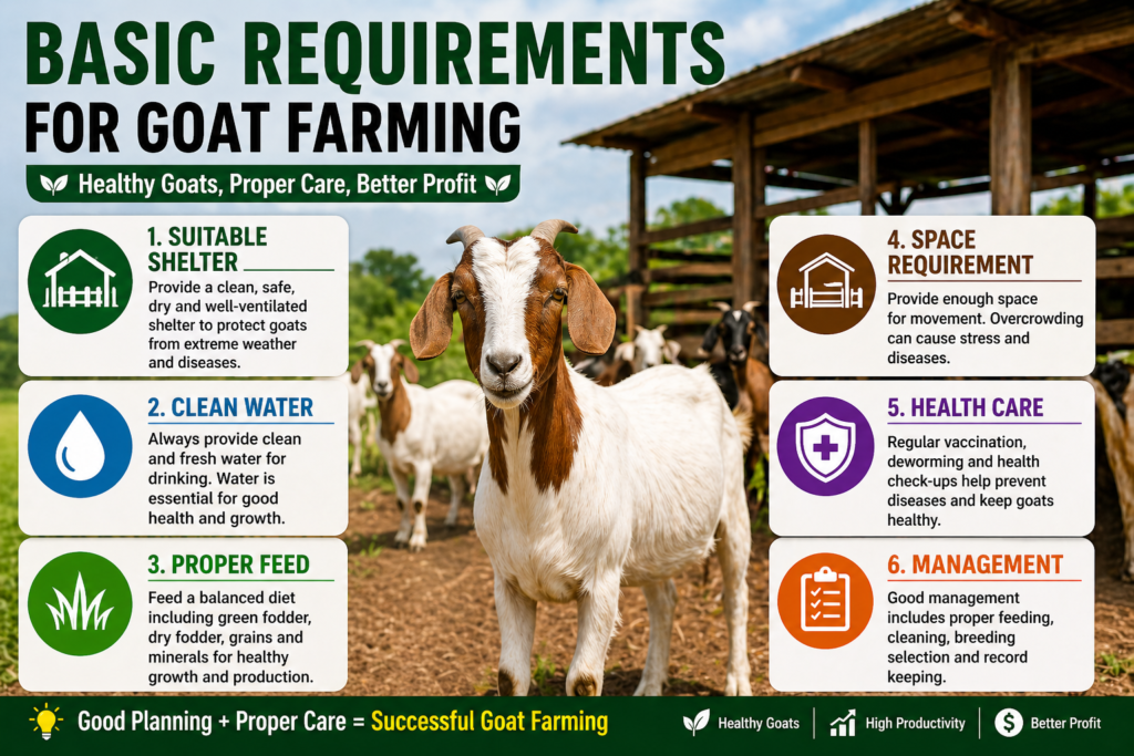 Basic requirements for goat farming shelter feed water health care and space management